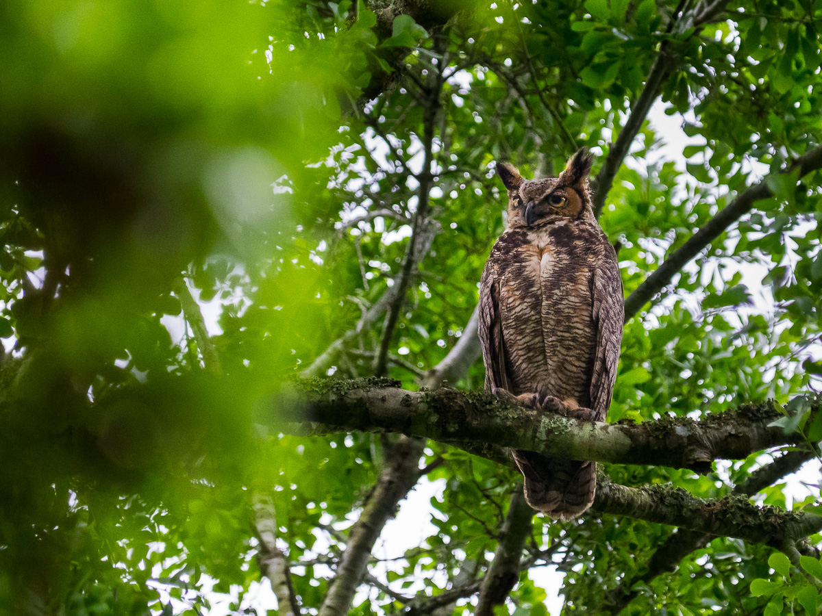 01A - Great Horned Owl (Bubo Virginianus)