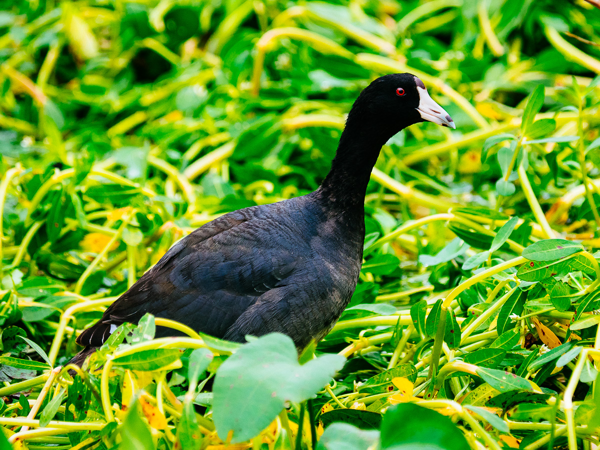 02- American Coot (Fulica Americana)
