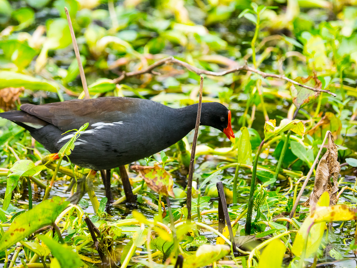 03 - Common Gallinule (Gallinula Galeata)