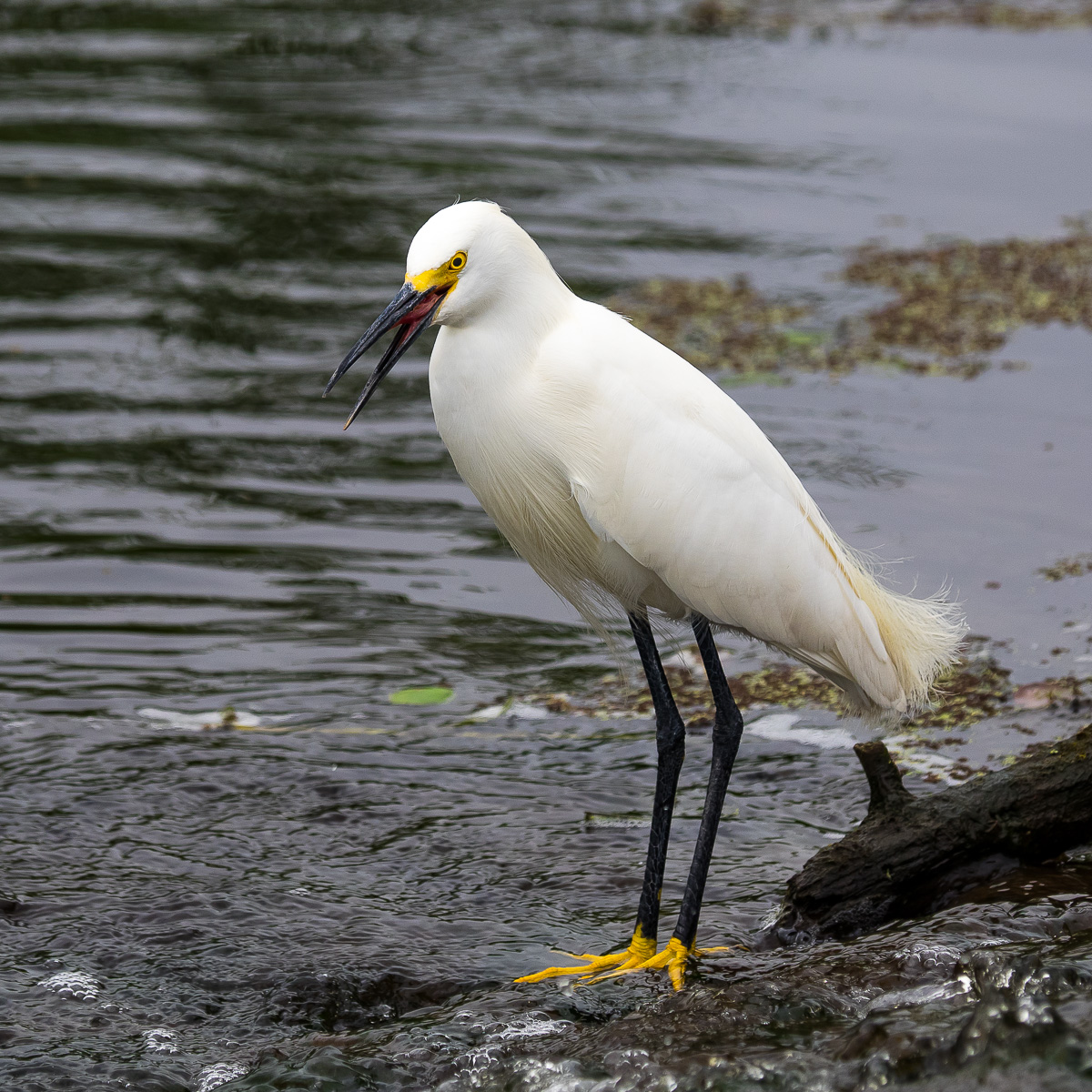 04 - Snowy Egret (Egretta Thula)