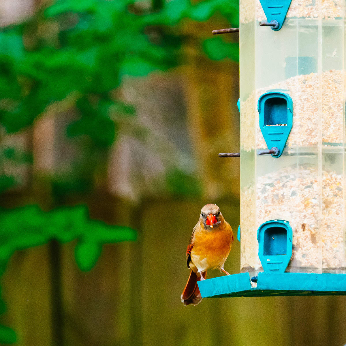 06B - Northern Cardinal (Cardinalis Cardinalis) Female