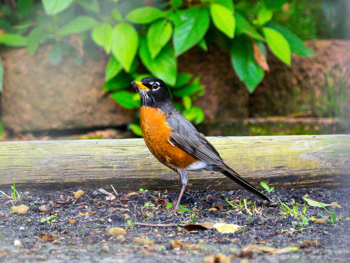 07 - American Robin (Turdus Migratorius)