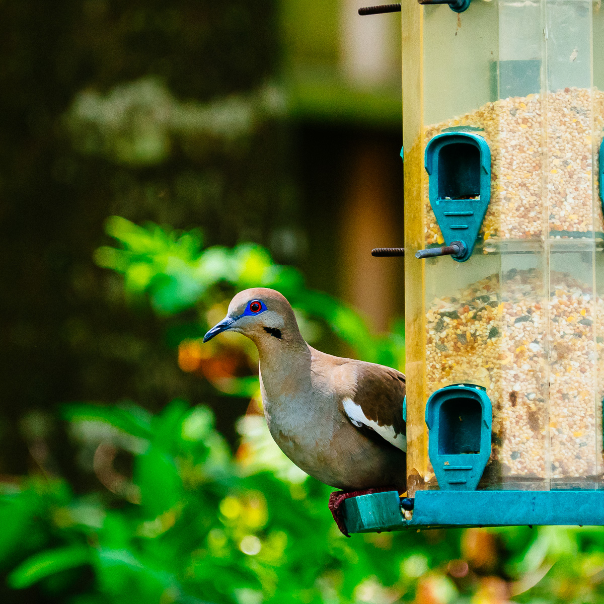 08 - White-Winged Dove (Zenaida Asiatica)