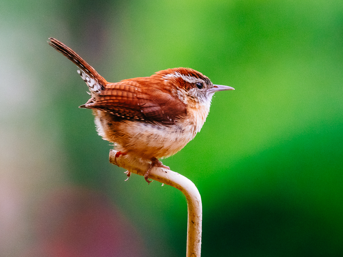 10 - Carolina Wren (Thryothorus Ludovicianus)