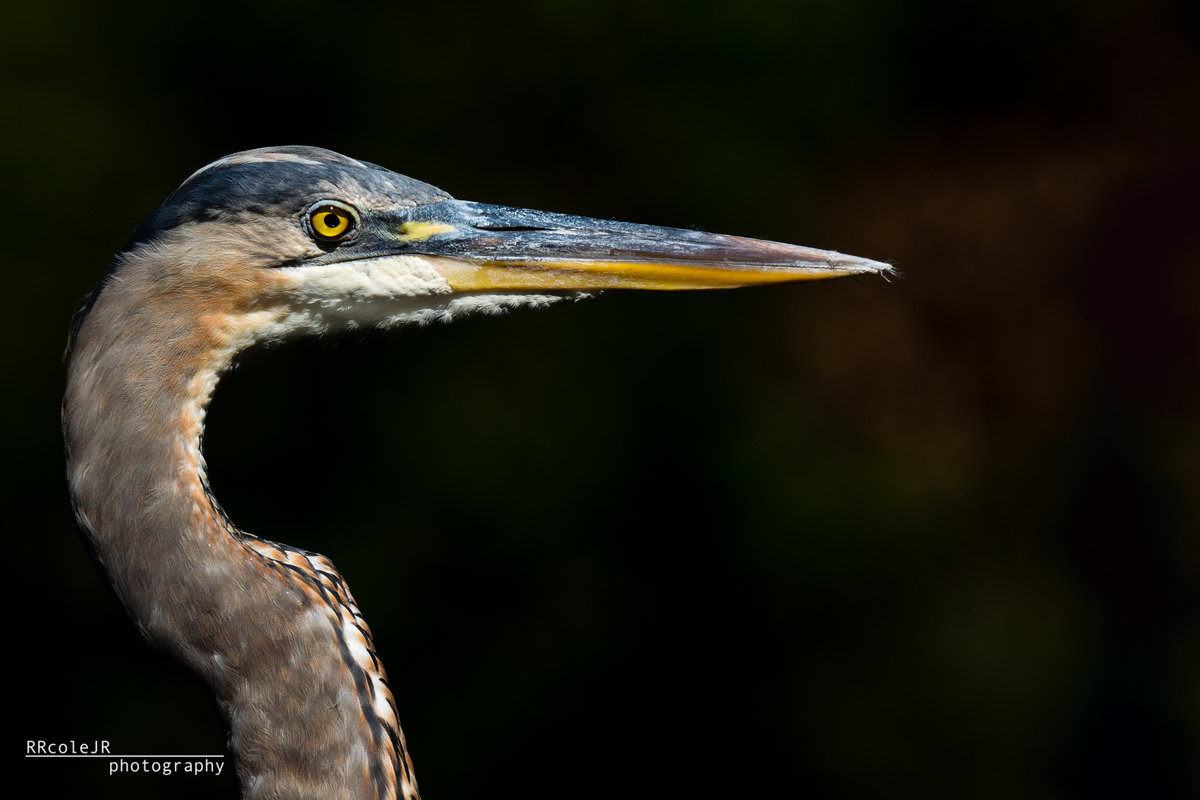 GBH 012