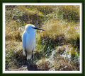 egret at lymington