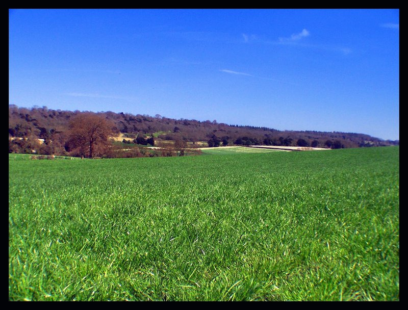 Green field of England