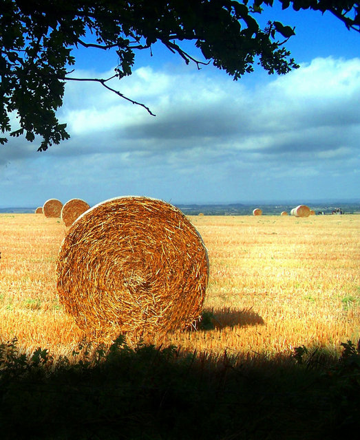 straw-circles