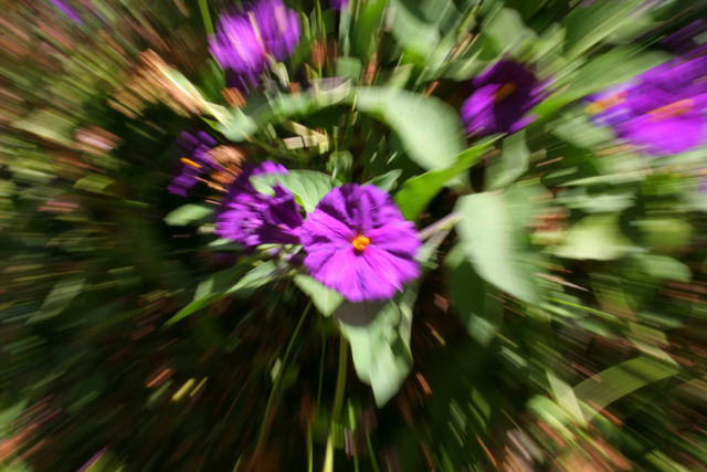 Moving-Flowers.jpg