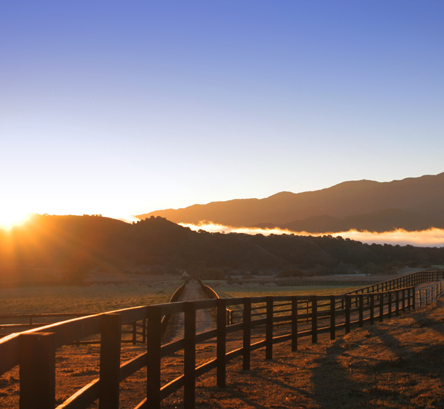 Cold-Vineyard-Edit1.jpg
