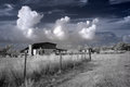 Infrared Cow Field2