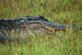 alligator 1
