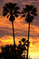 Sunset Palms