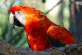 Macaw