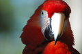 Macaw 3