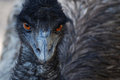 Emu