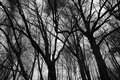 Into the Trees