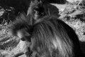 Primates