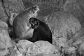 Primate Dichotomy