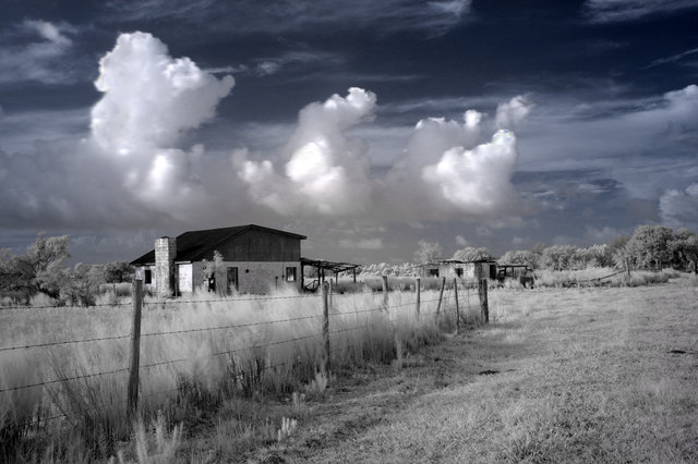 Infrared Cow Field2