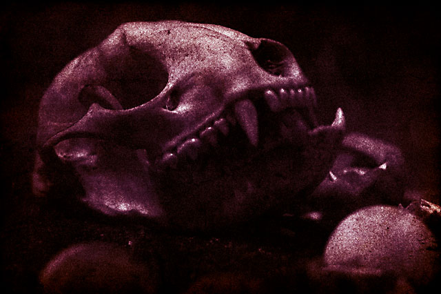 Skull