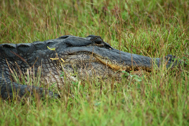 alligator 1