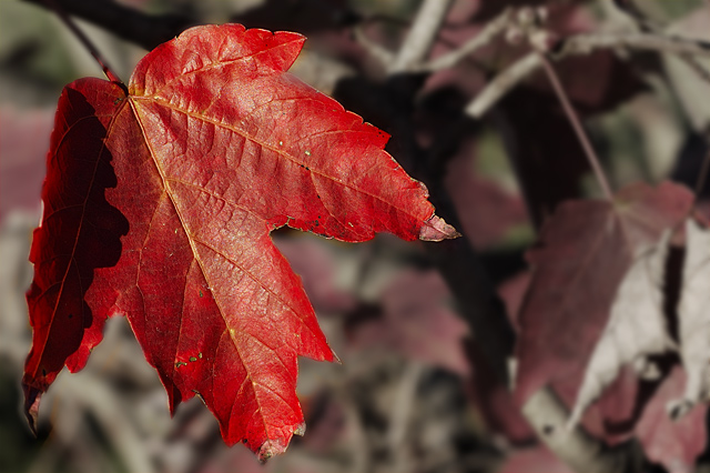 Leaf