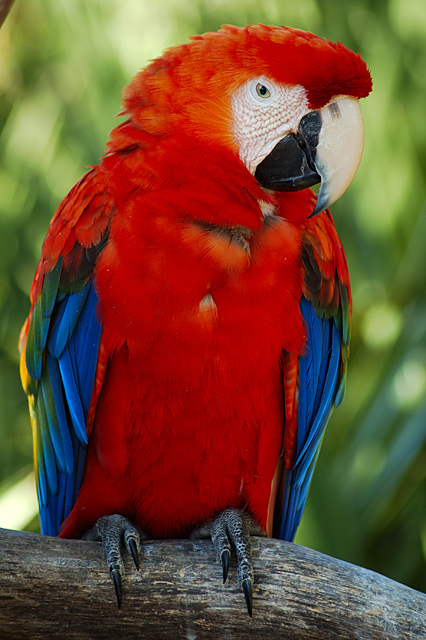 Macaw 2