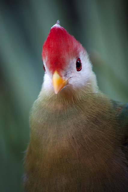 bird.jpg