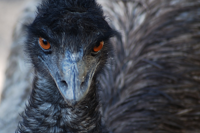 Emu