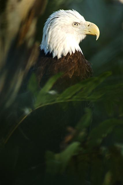 Bald Eagle