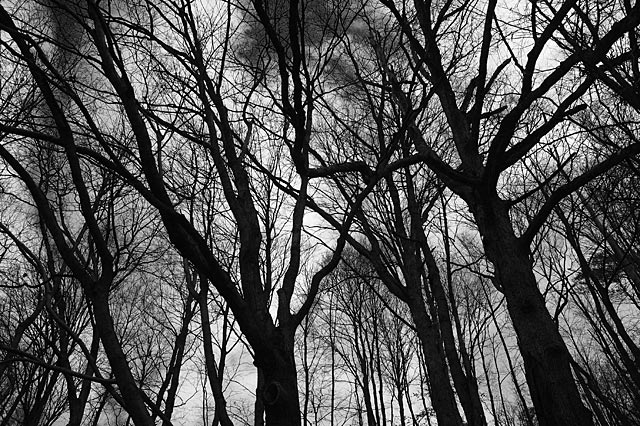 Into the Trees