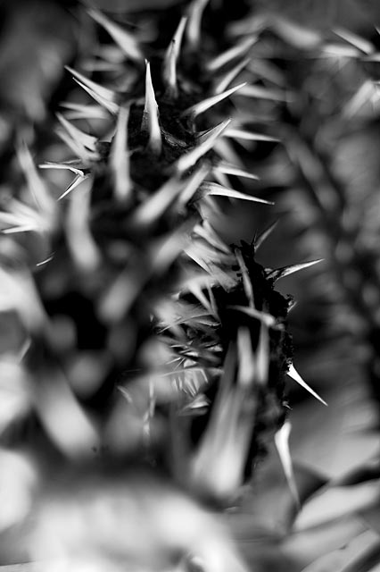 Thorns