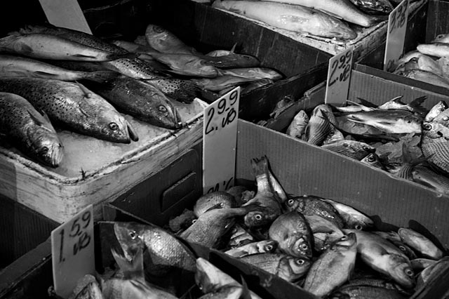 How Much is the Fish