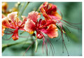 Flower Collection