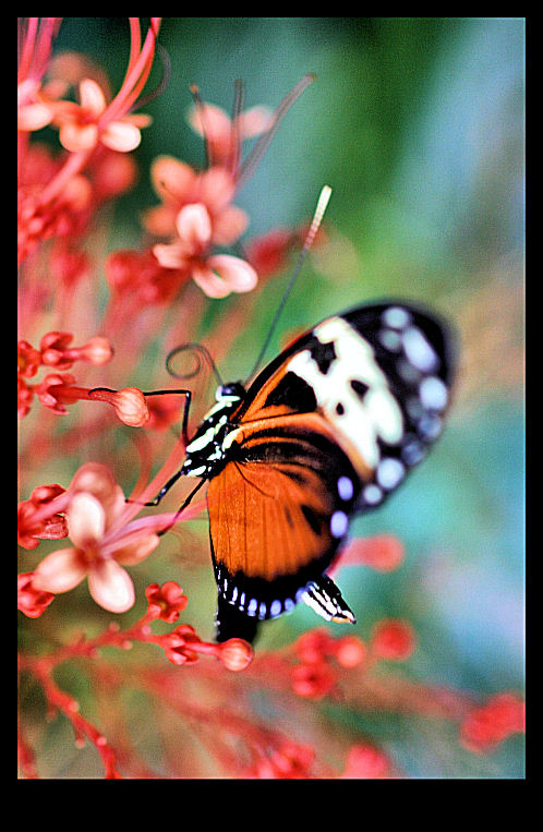 Butterfly Collection.jpg
