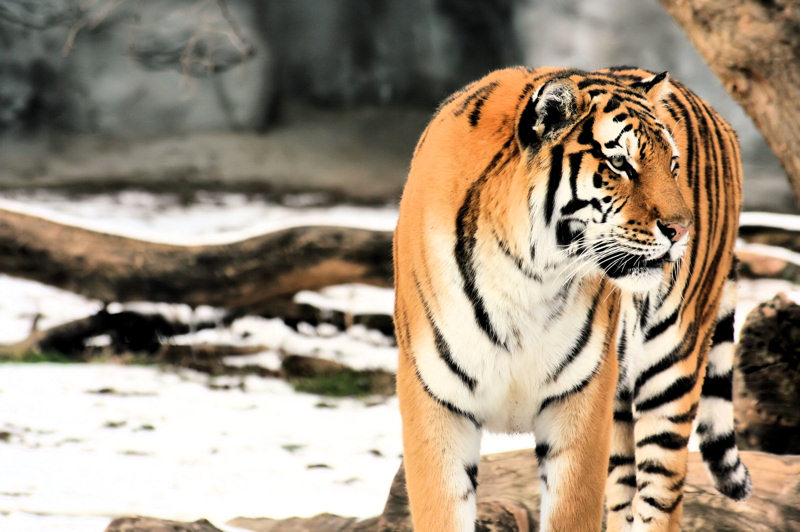 Tiger Collection