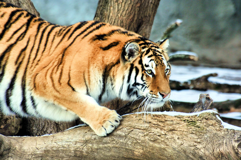 Tiger Collection