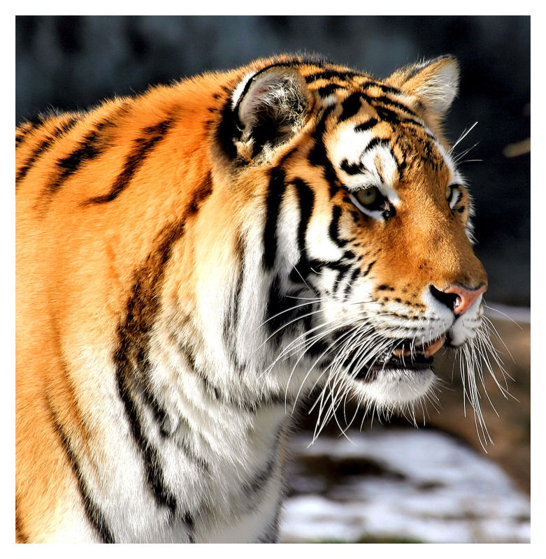 Tiger Collection