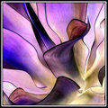 Agave Mauve