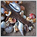 Barnacles on Driftwood