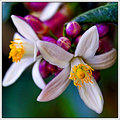 Lime Flower Buds