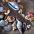 Shells & Driftwood 