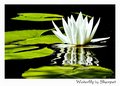 Waterlily - Day 3