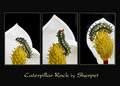 Caterpillar Rock - Day 9