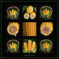 Corn Harvest Collage - Day 9