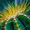 Cactus Thorns - Day 7