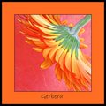 Gerbera - Day 13