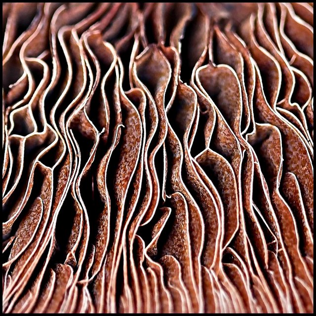Fungi - Day 10
