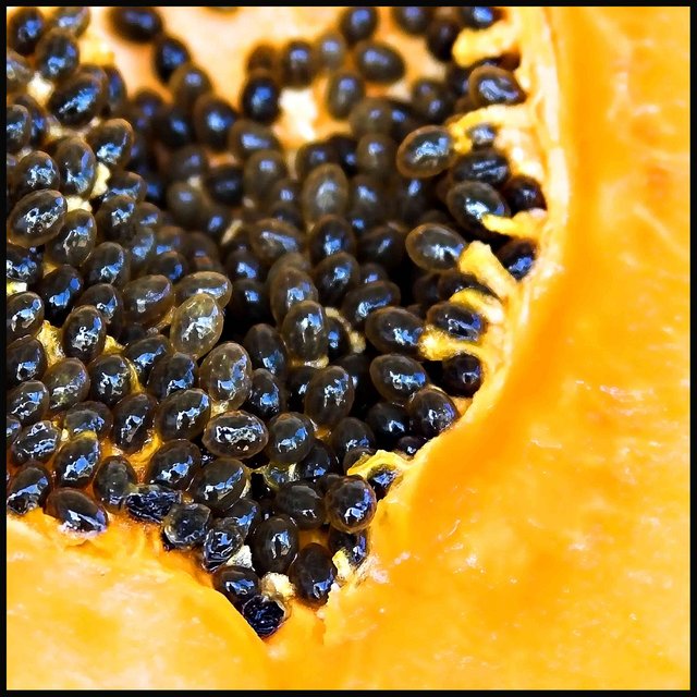 Paw Paw - Day 11